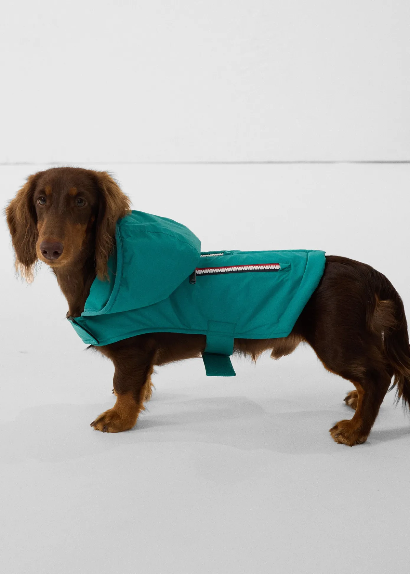 Imperméable pour chien Vert persan Balto