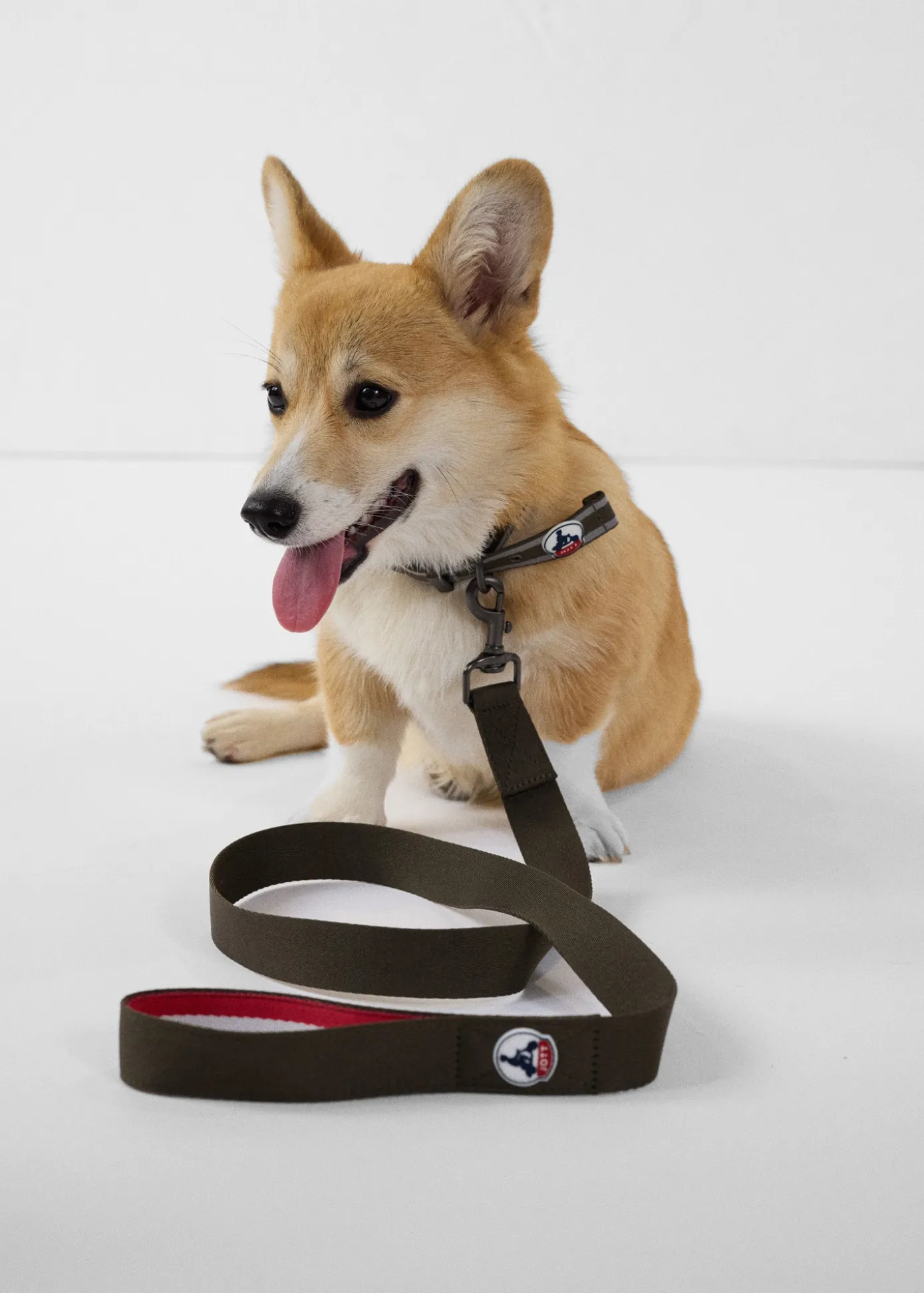 Laisse pour chien Army Max